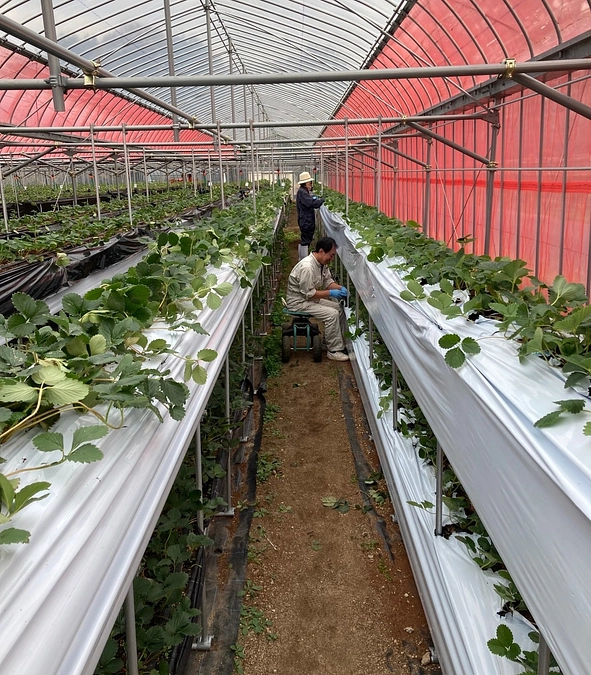 【活動報告㉑】マルチ張りが始まりました