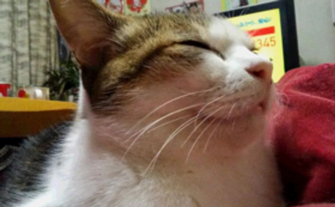 お礼のお手紙と活動報告書