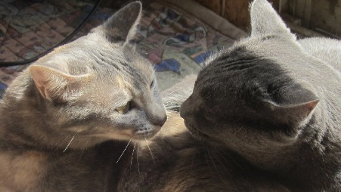 クラウドファンディング達成のご報告とお礼