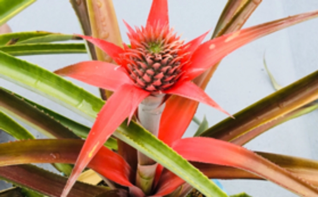 完成した書籍１冊を差し上げます！