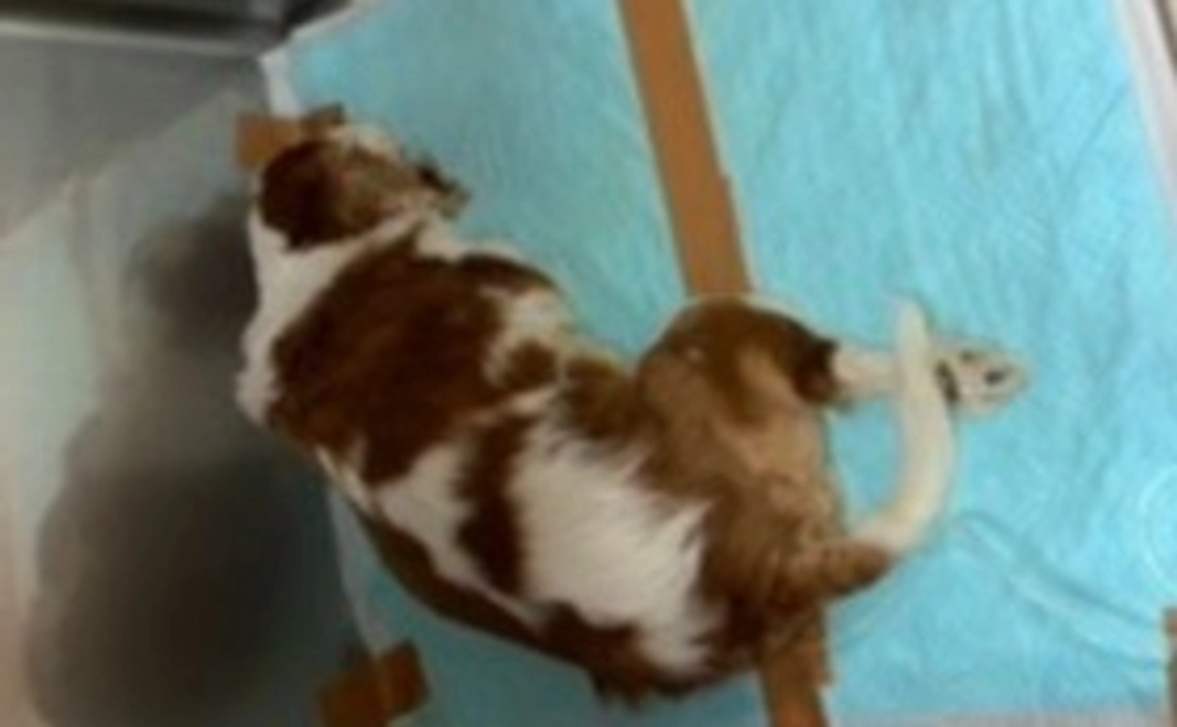 チャコちゃん支援2