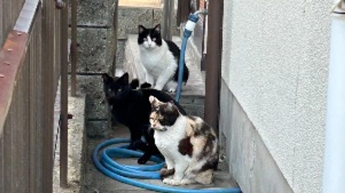 海辺の町の野良猫手術〜町内会への働きかけから始まり