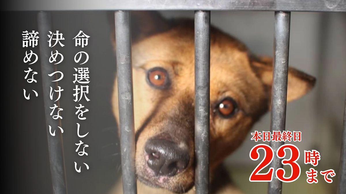 【本日最終日！】23時まで！～プロジェクトにかける想い