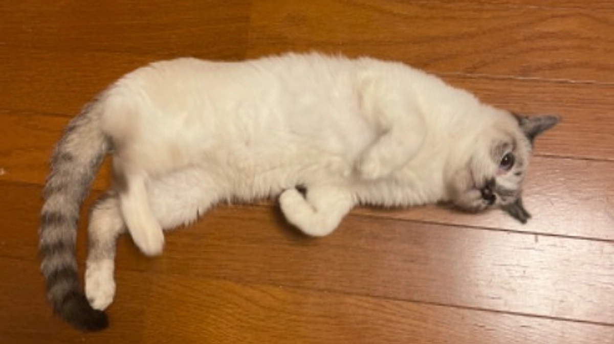 白血病の猫たち