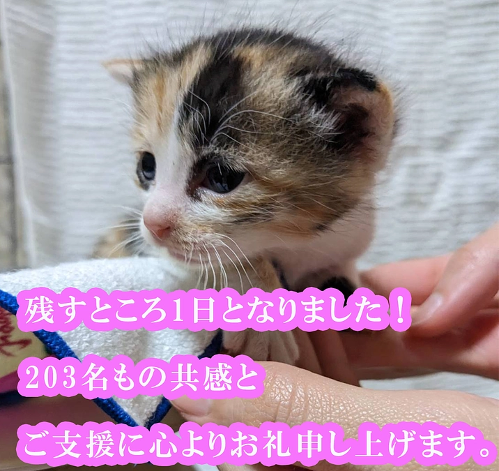 終了まで約24時間！いよいよ残り1日となりました！