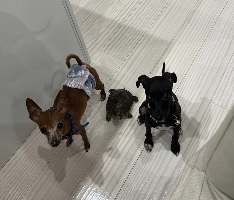 ティアラ✨成長編①チビ✨と亀🐢