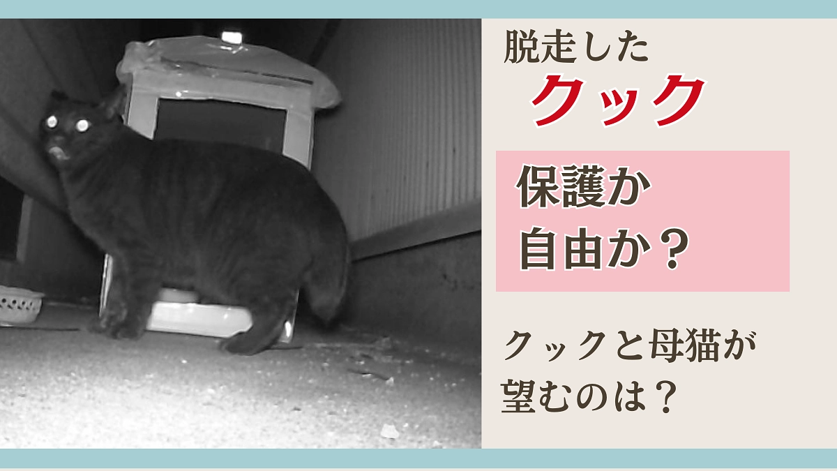 保護か自由か？クックと母猫が望むもの【クック捕獲失敗に終わりました】