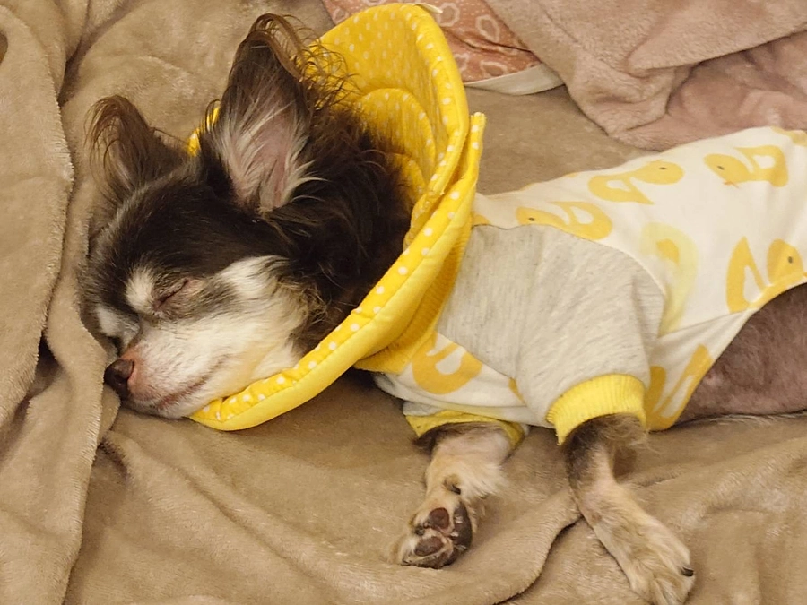 【3月7日】術後2週間検診・抜糸に行ってきました😊