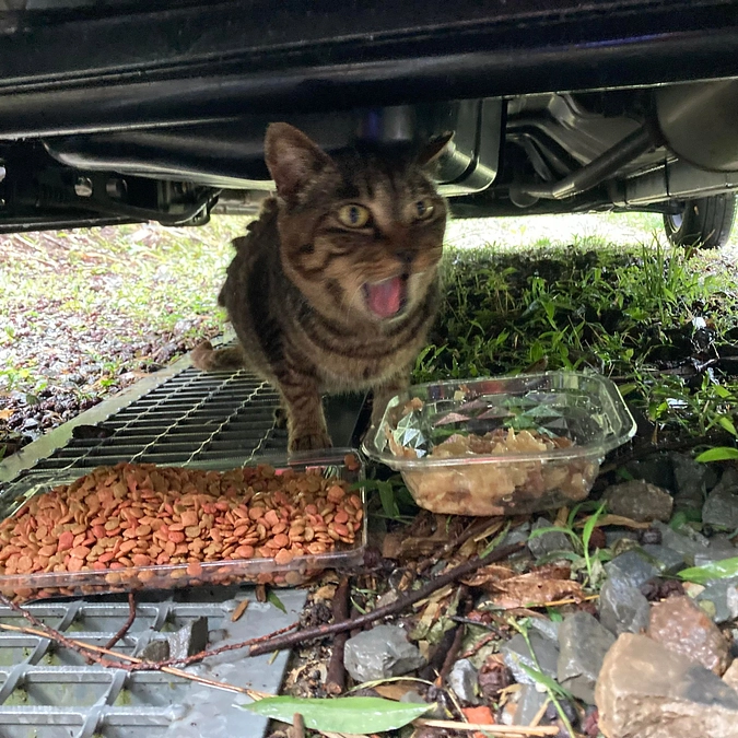 雨の日の丹波市多頭崩壊現場の猫たち