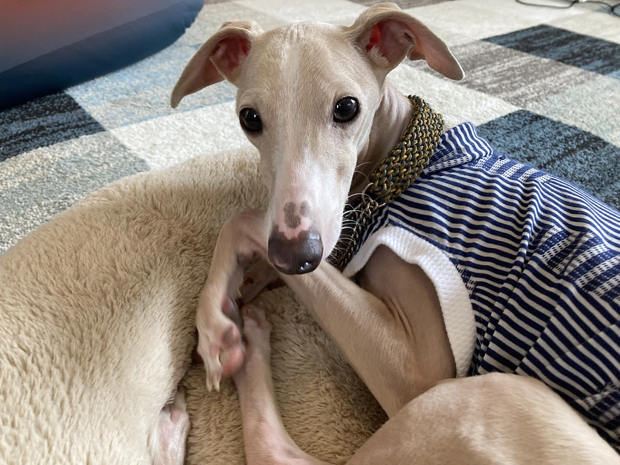 残り７日！達成率６９％目標額まで７３３,０００円になりました。有難うございます。