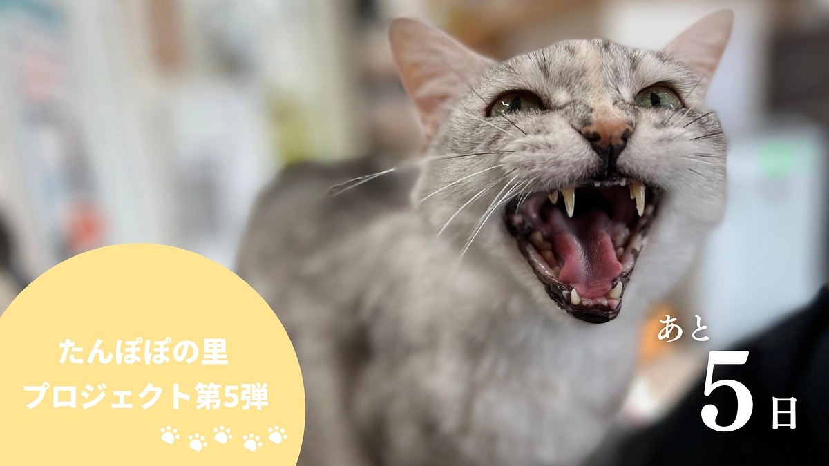 終了まで残り5日！