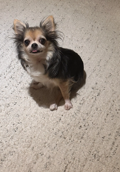 プロジェクト中盤になりました🙇