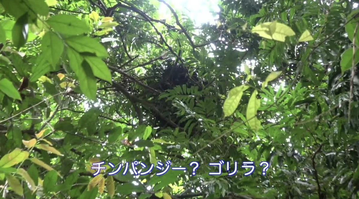 【類人猿編：動画有り】８年ぶりのジェンベ・キャンプで見つけた樹上ベッドはチンパンジー？ゴリラ？ 🦍