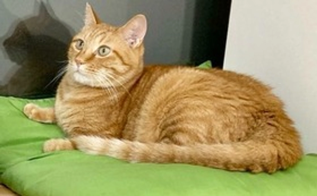 毎月応援一葉コース