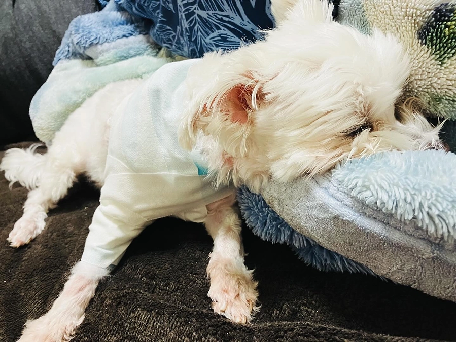 立て続けの手術になりました。