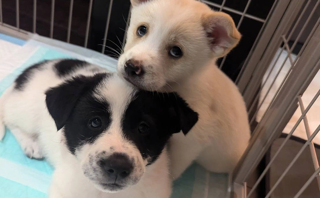 毎月2,000円｜応援コース