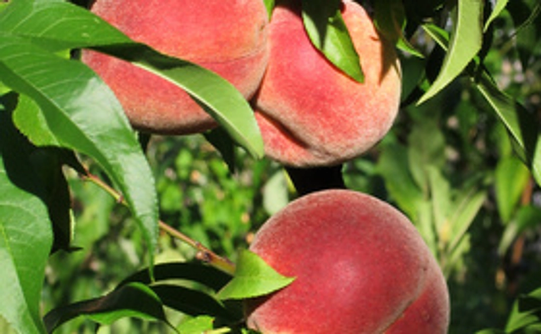 フルーツ王国山梨の桃をお送りします!