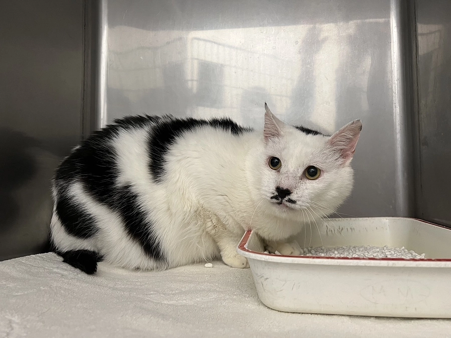 明日はいよいよ能登の被災地からきた猫たちの譲渡会です