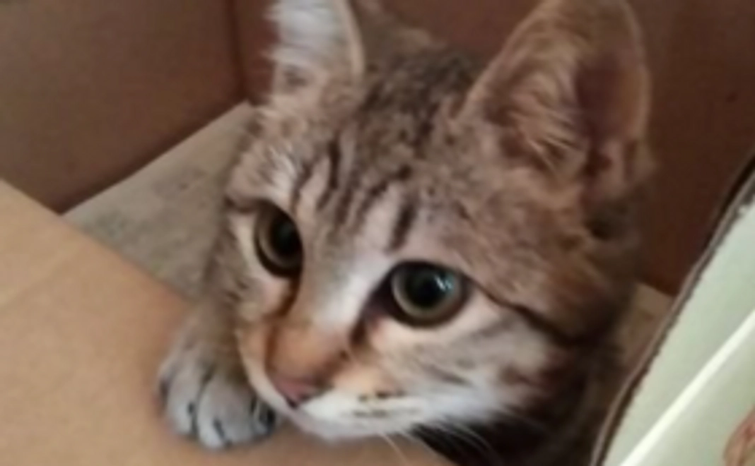 コハルさん応援！