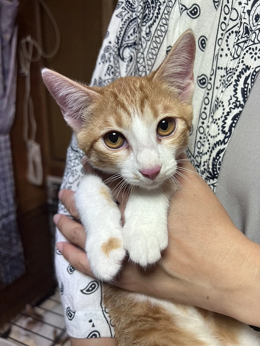 トライアル決定！