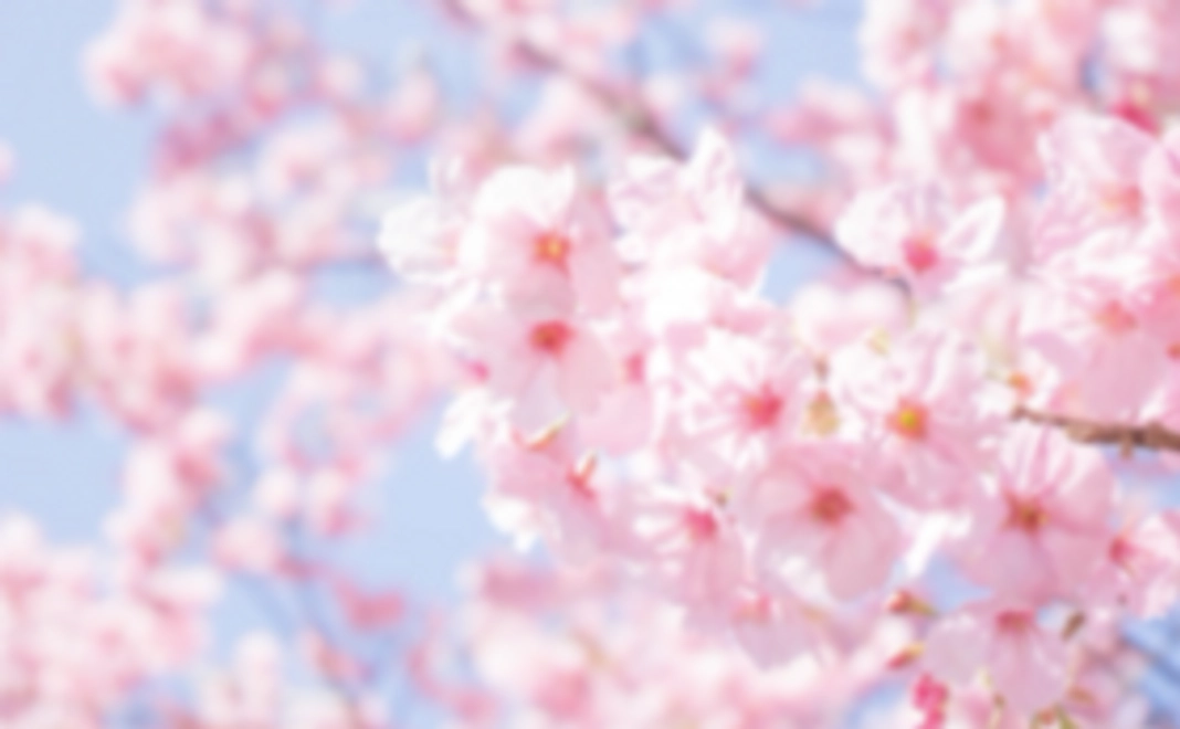 桜の木を育てよう！