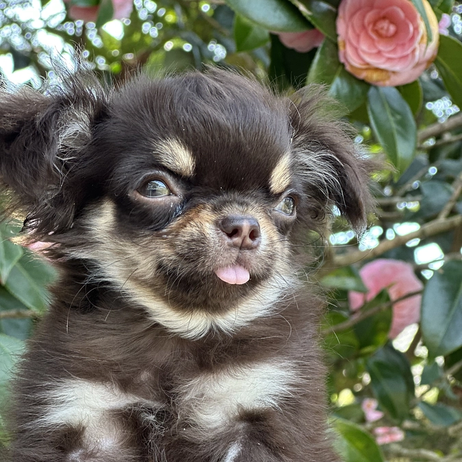 心疾患をもつトーイ