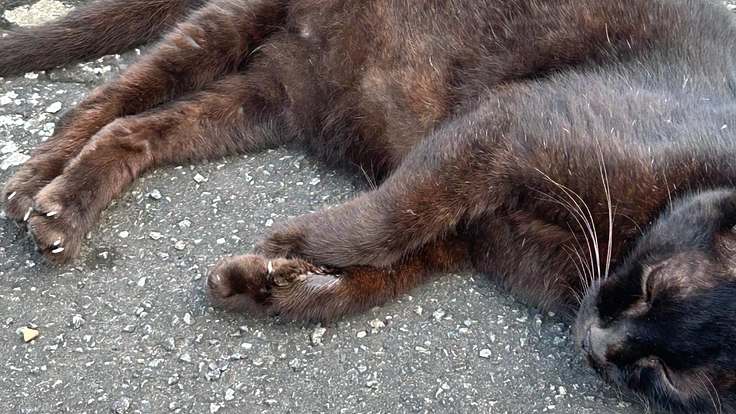 FIP(猫伝染性腹膜炎)になってしまった、おはぎちゃんを助けて