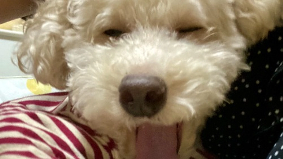 ラフ、自宅でゆっくり過ごしています