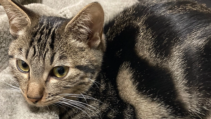 保護ねこ生後7ヶ月のクウリをFIPから救って欲しい