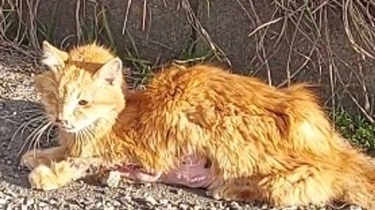 終了日まであと5日！どの子の命も諦めたくない！