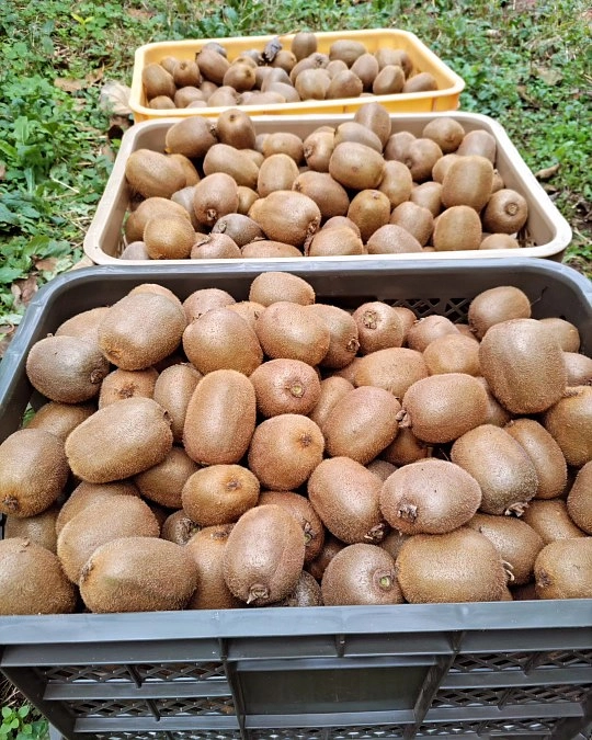 残すところ１日