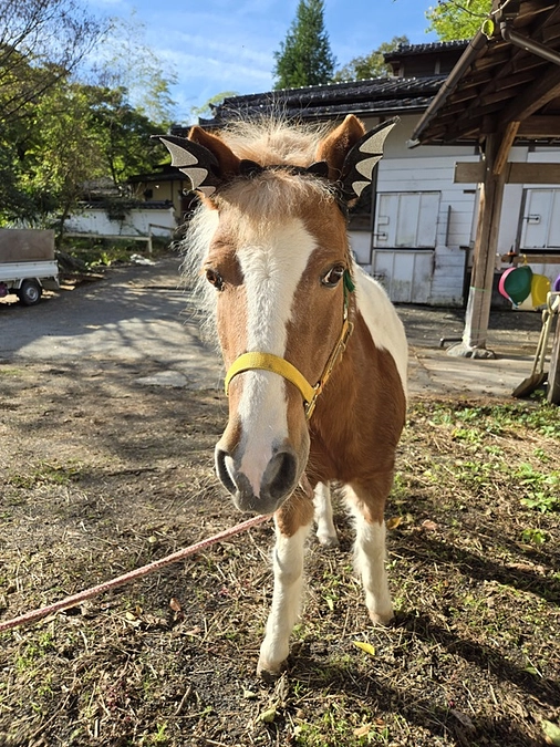 終了まであと13時間！最終目標まであと79万円！】皆様の応援コメントを明日の活力にかえて。