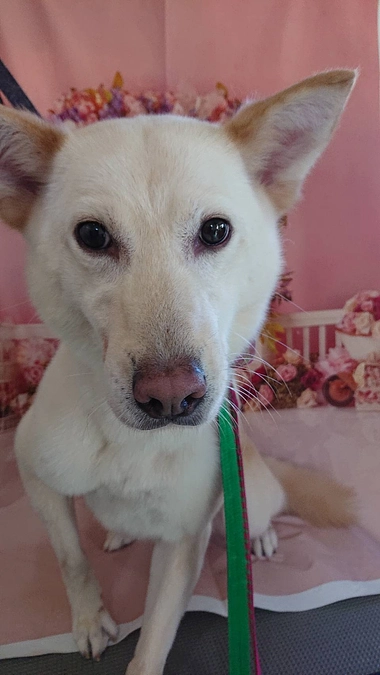 保護犬さん、シャンプーしました！