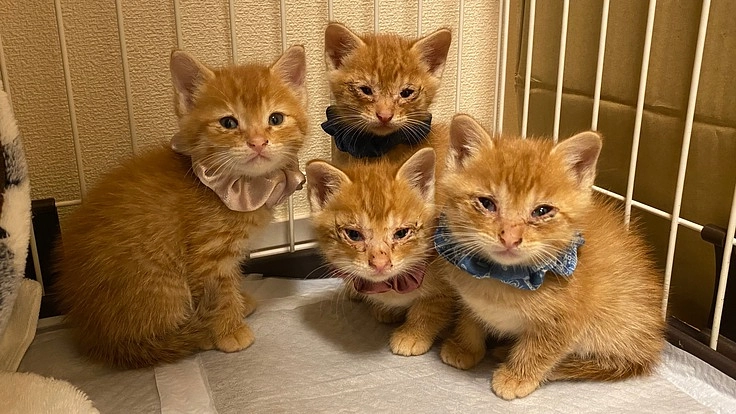 野良猫の子猫を保護しました、医療費等のご協力をお願いします