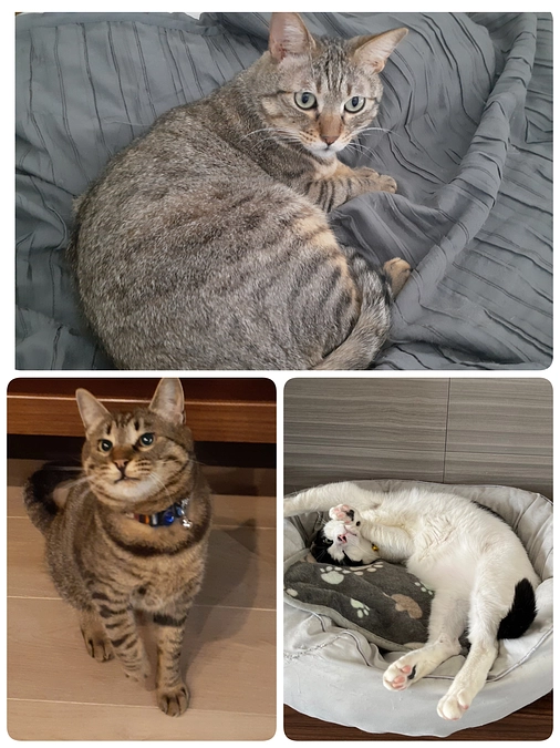 【もみじ君】検査【かしわ君】【くぅ君】予防接種