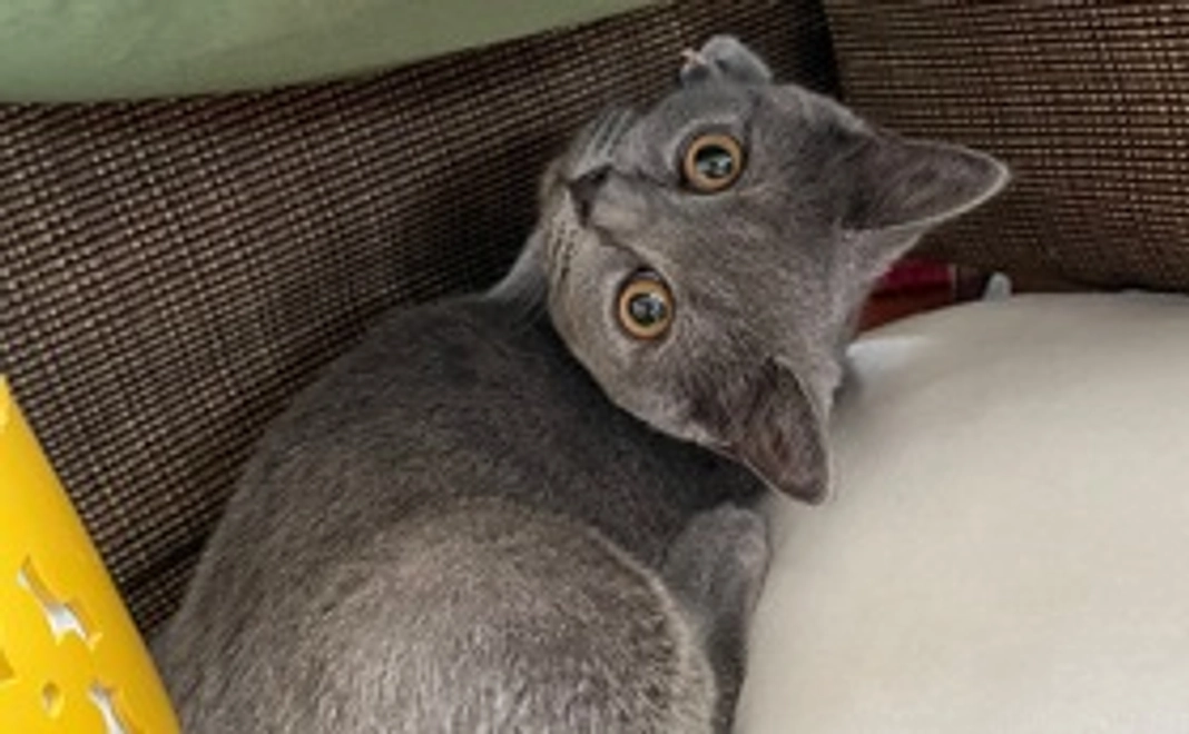 感謝のメールとらいちの画像１枚