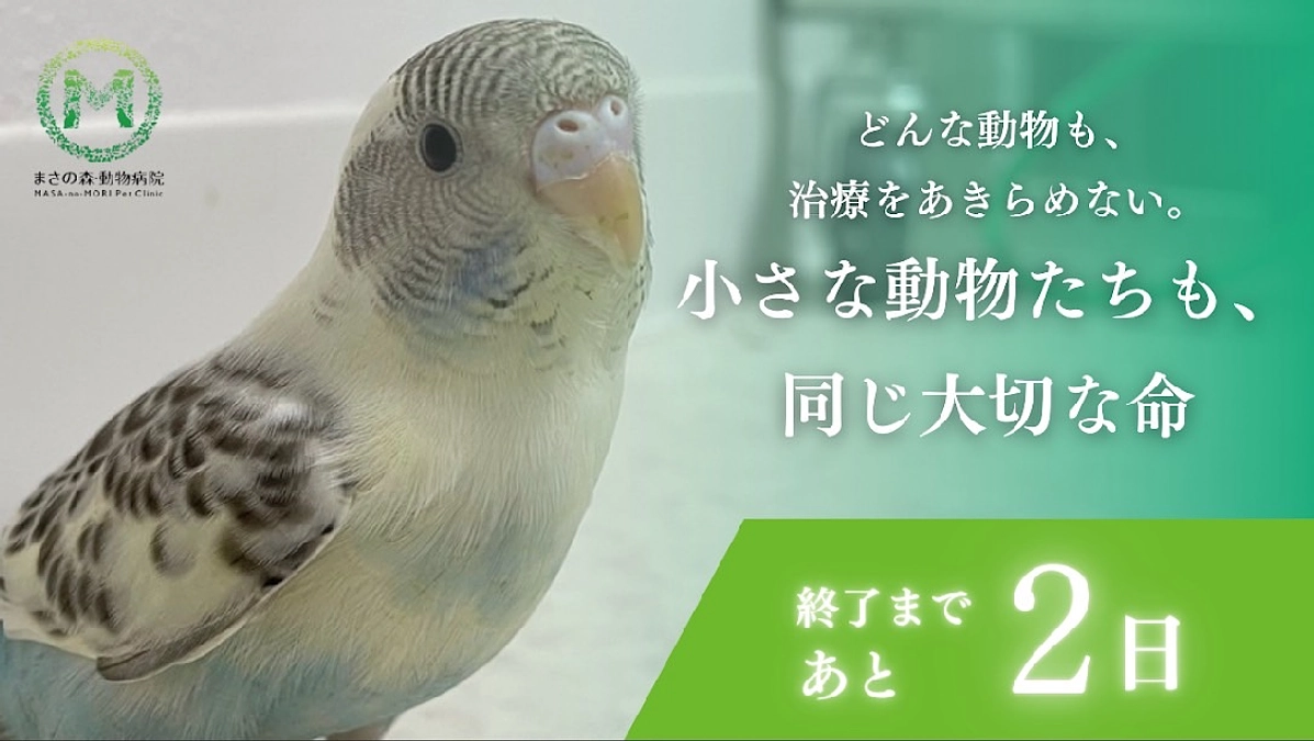 【ラストスパート】動物と家族の心に寄り添いたい！～プロジェクト終了まで【あと2日】～