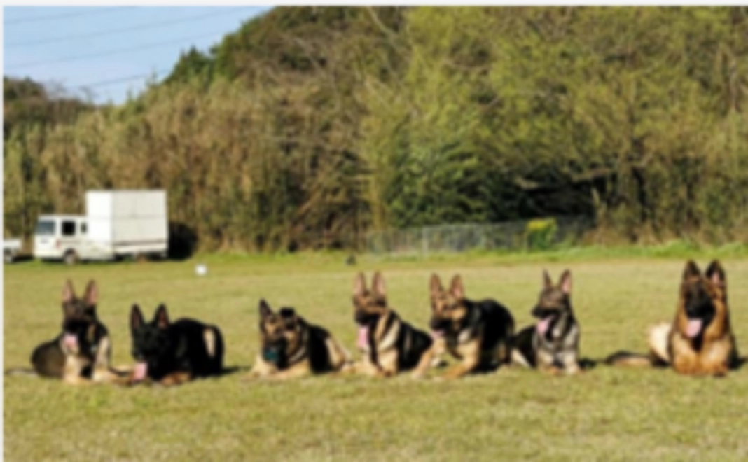 災害救助犬・警察犬訓練の様子など収めた画像をお送りします！