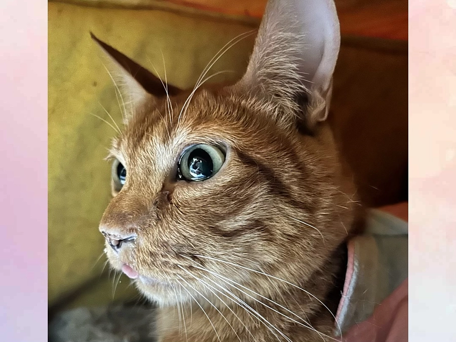 4／27  急遽病院へ　3.00kg