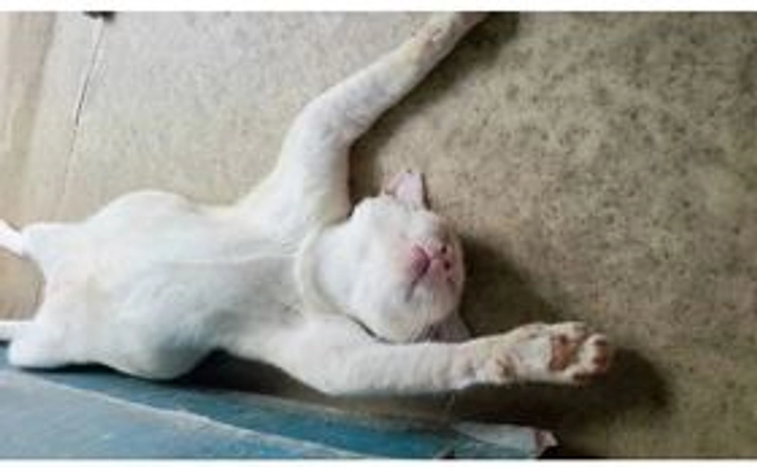 保護ネコポストカード＆沖縄名産の黒糖セット