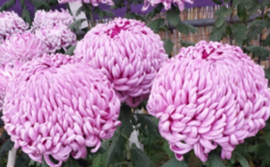 応援コース【5,000円】