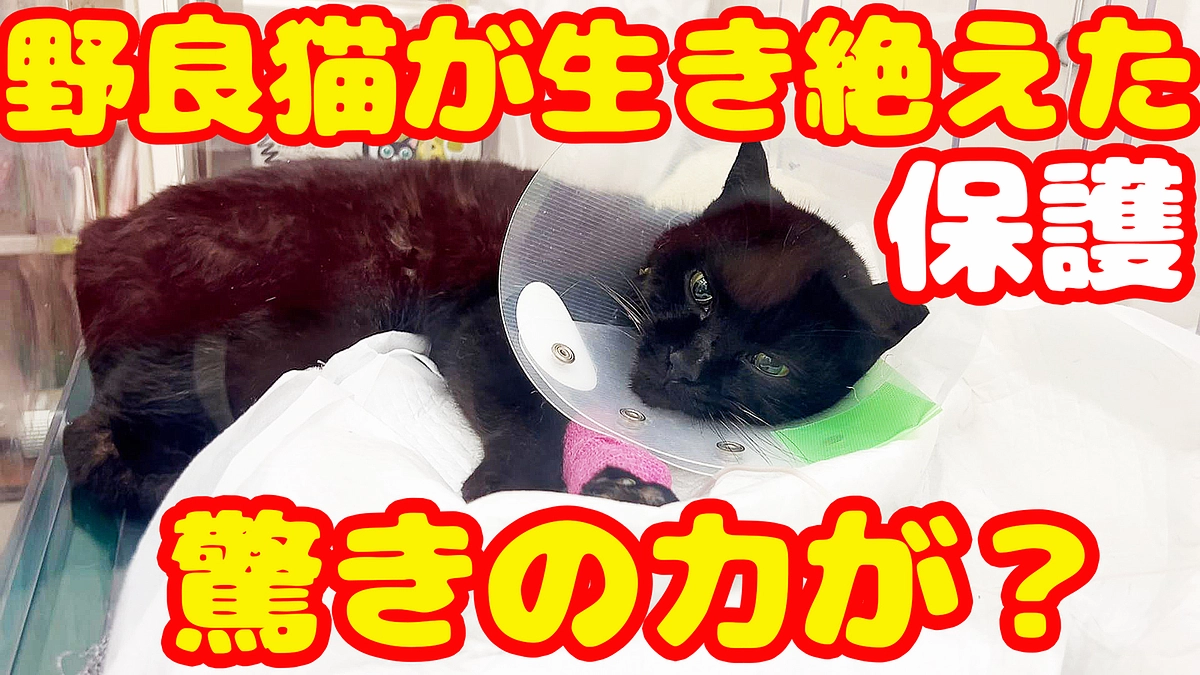 現在の黒猫くーちゃんの様子です