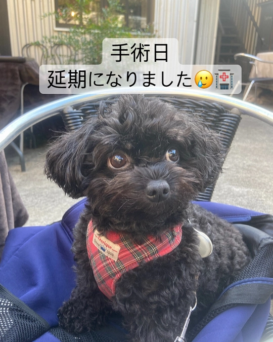 手術日延期のご報告です🙇🏻‍♀️