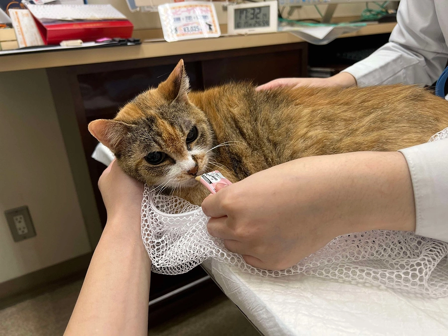 現地では医療に限界がある。わたしたちを待っている猫がいる限り、あきらめません。