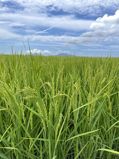 暑い日がつづきました〜調査や収穫を進めています。