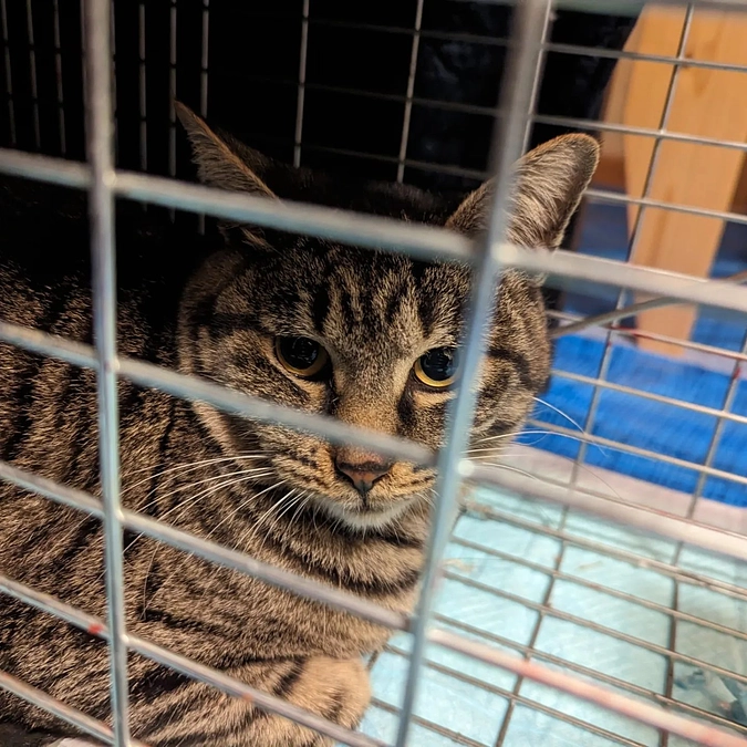 80%達成！残り５７万円！！【TNRの現場にて負傷猫】