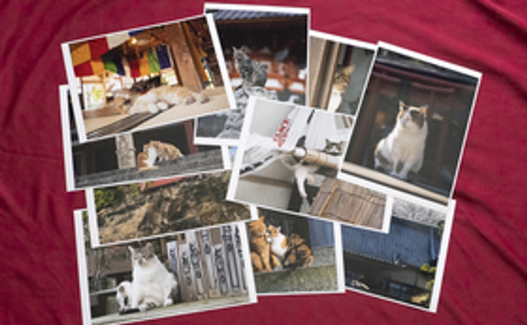 写真展で使用する作品のポストカード５枚組をお届けします。