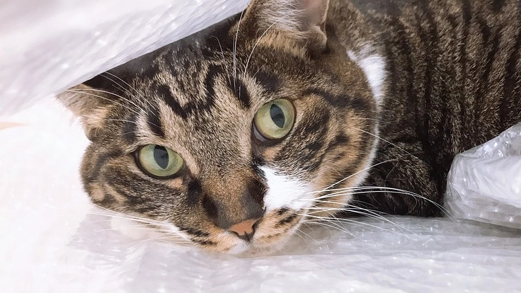 悪性リンパ腫になって両目失明したみーちゃんを助けたい！