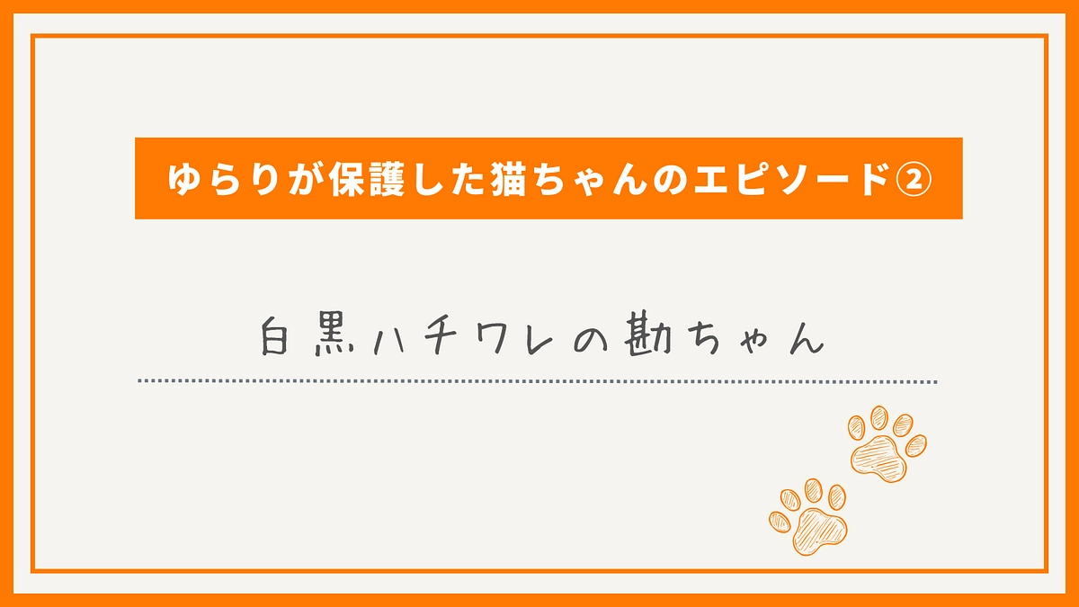 ゆらりが保護した猫ちゃんのエピソード②白黒ハチワレの勘ちゃん