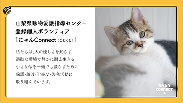 保護猫カフェ開業へ。誰にも気にかけてもらえない命を0に！ のトップ画像